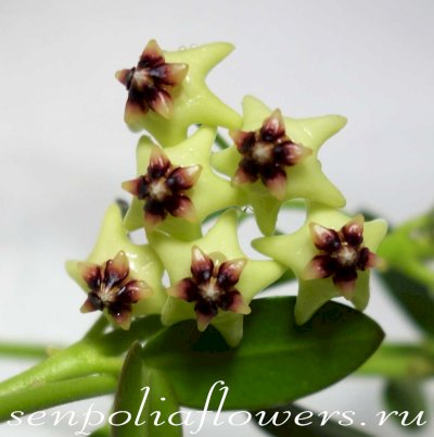 Hoya Cumingiana